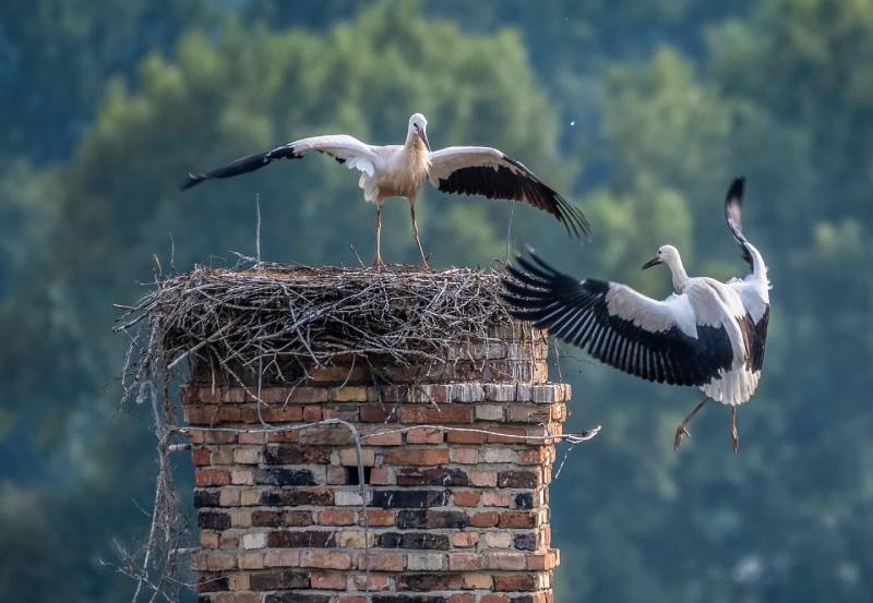 Professional Chimney Animal Removal Services in Rancho Santa Fe, California