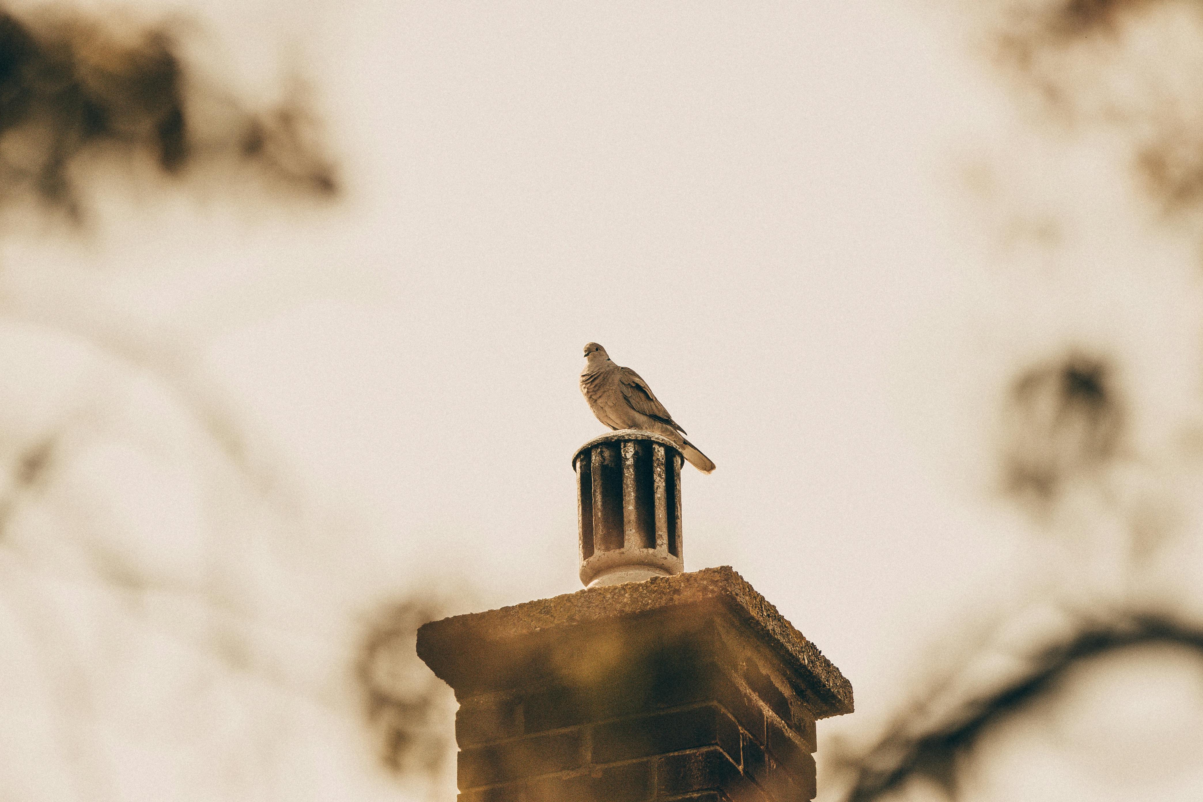 Professional Chimney Cap and Damper In Rancho Santa Fe California